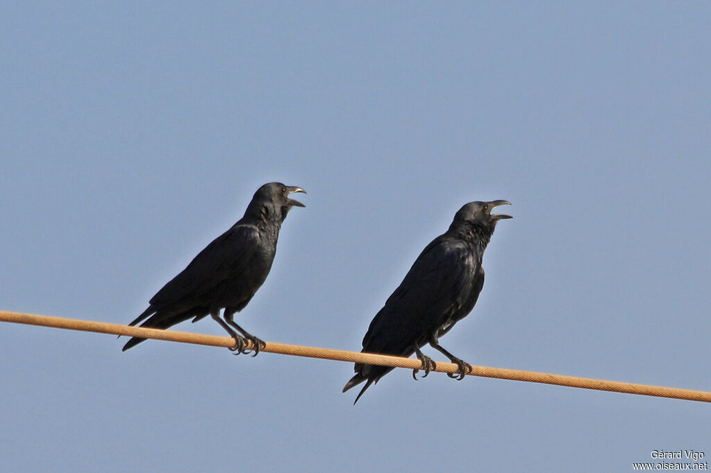 Corbeau à queue courteadulte