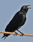 Fan-tailed Raven