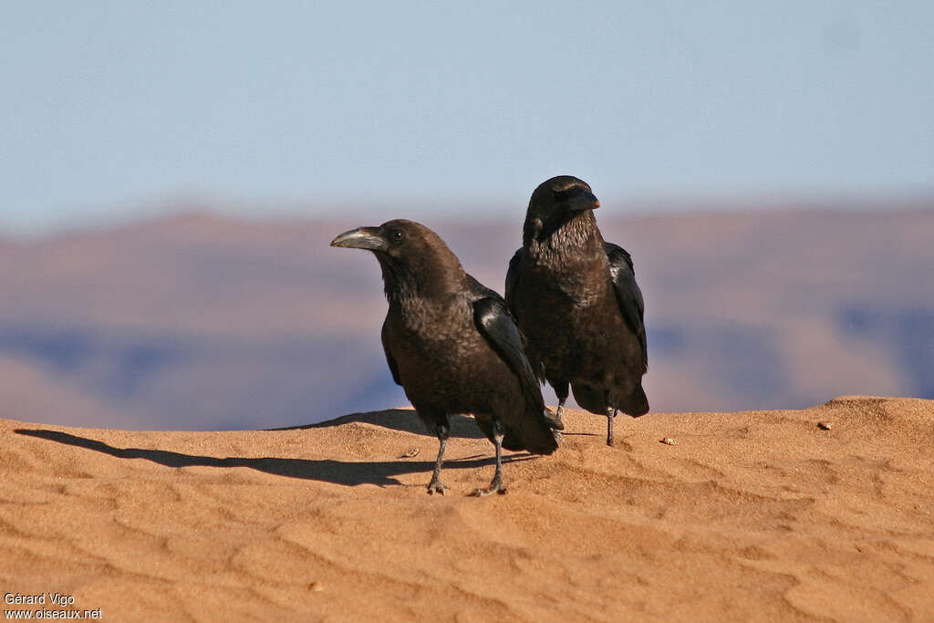 Corbeau brunadulte, habitat, pigmentation