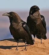 Brown-necked Raven