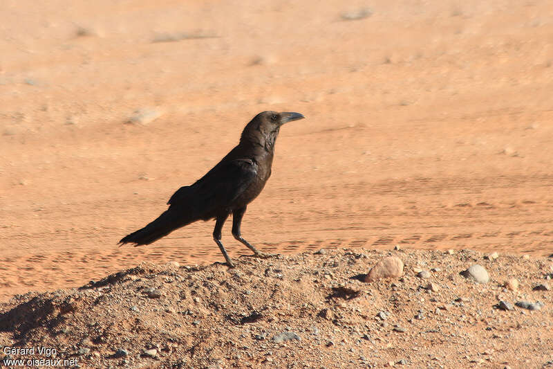 Corbeau brunadulte, habitat