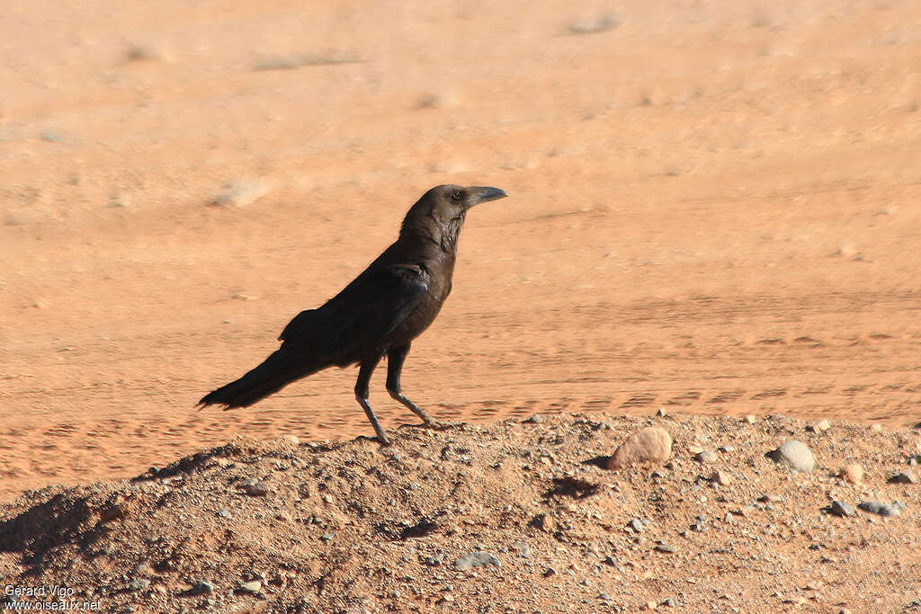 Brown-necked Ravenadult, habitat