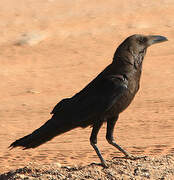 Brown-necked Raven