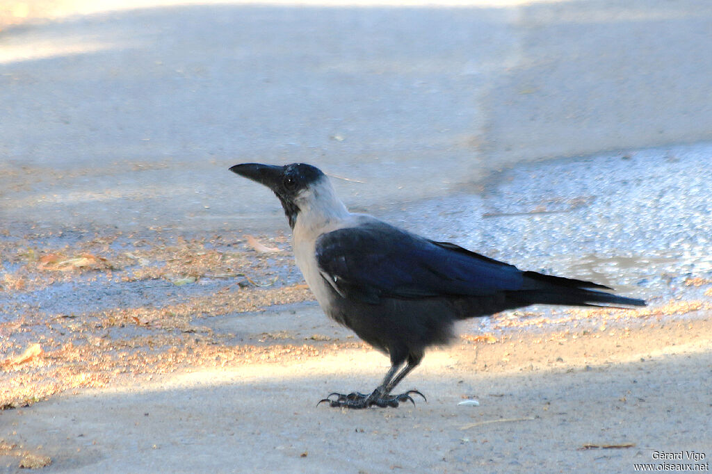 House Crowadult