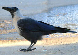 House Crow