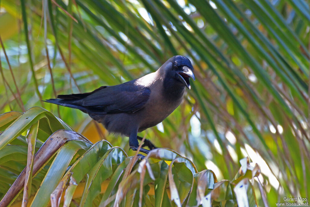 House Crowadult