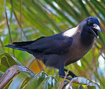 House Crow