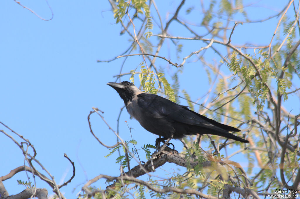 House Crowadult