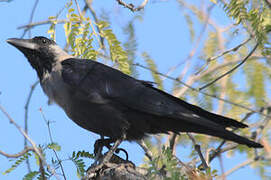 House Crow