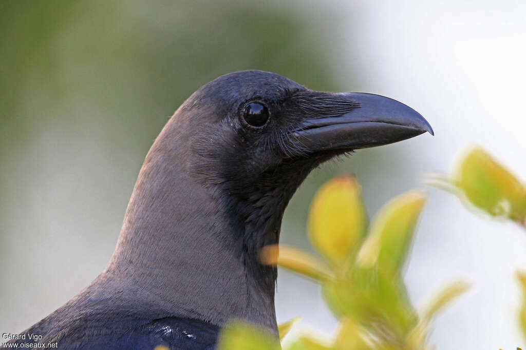 House Crowadult, close-up portrait