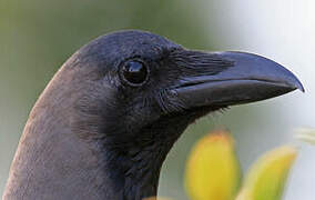 House Crow