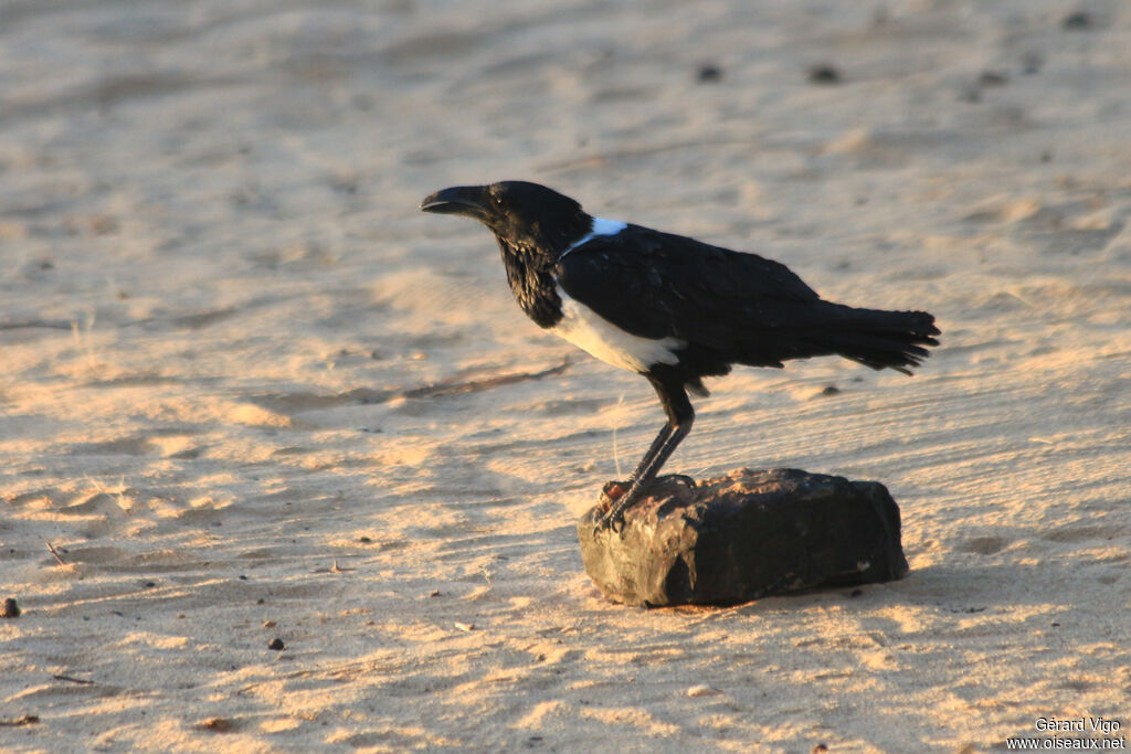 Pied Crowadult