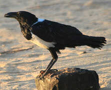 Pied Crow