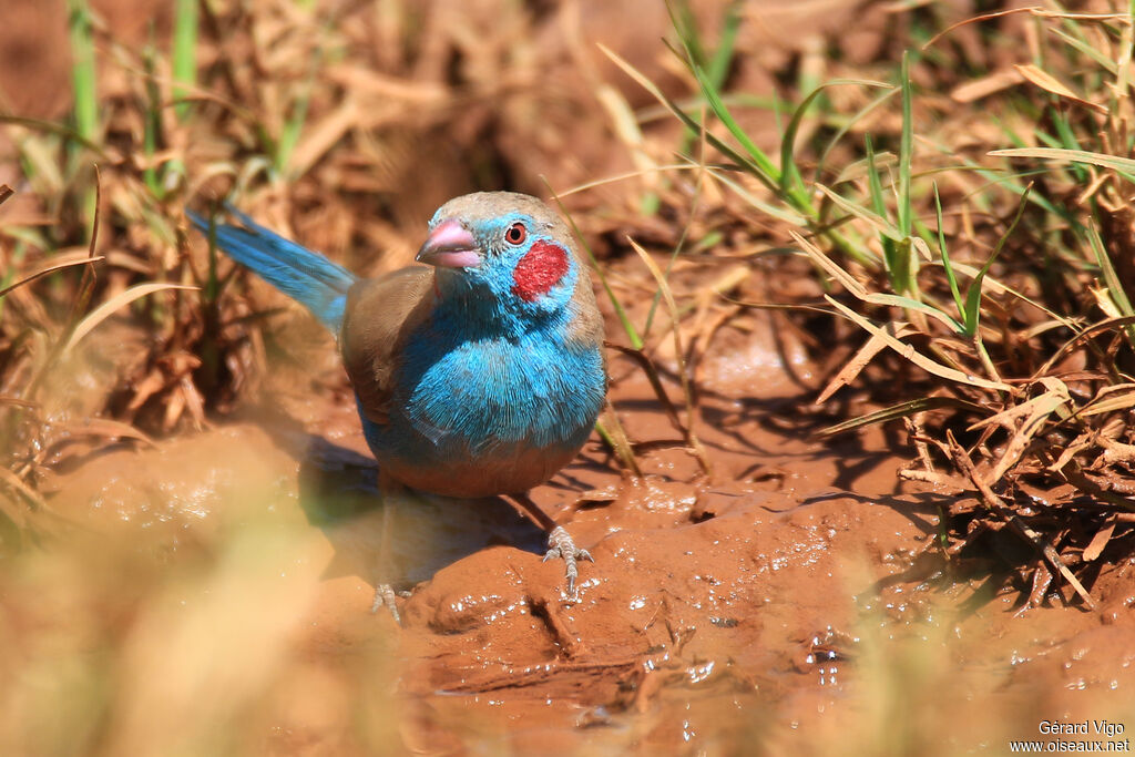 Red-cheeked Cordon-bleu male adult