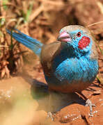 Red-cheeked Cordon-bleu