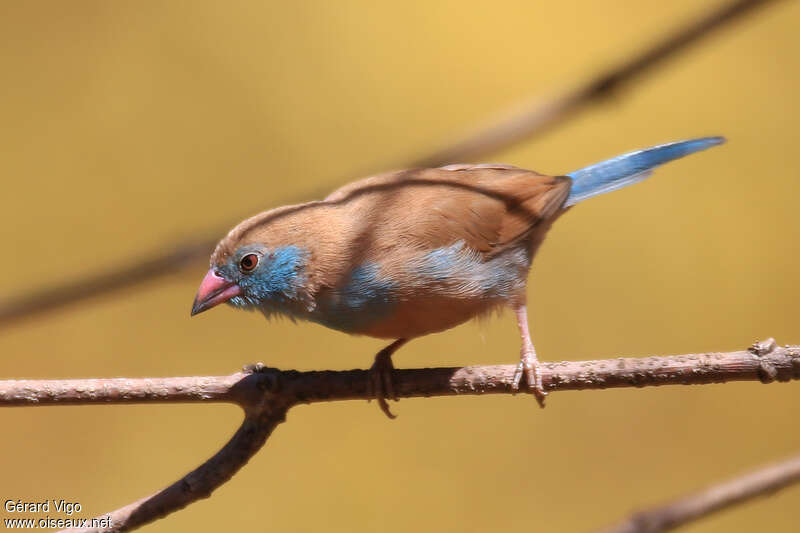 Red-cheeked Cordon-bleu female adult