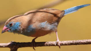 Cordonbleu à joues rouges