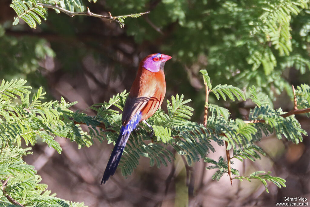 Cordonbleu grenadin mâle adulte