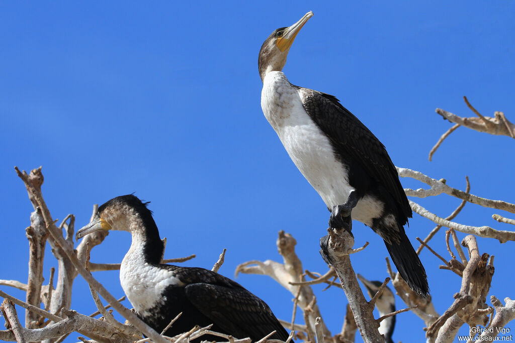 White-breasted Cormorant
