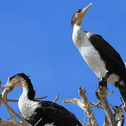 White-breasted Cormorant