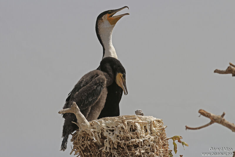 White-breasted Cormorant, Reproduction-nesting