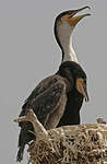 Cormoran à poitrine blanche