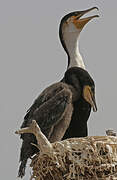 Cormoran à poitrine blanche