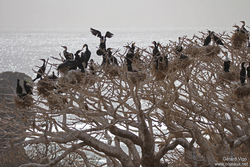 White-breasted Cormorant, Reproduction-nesting