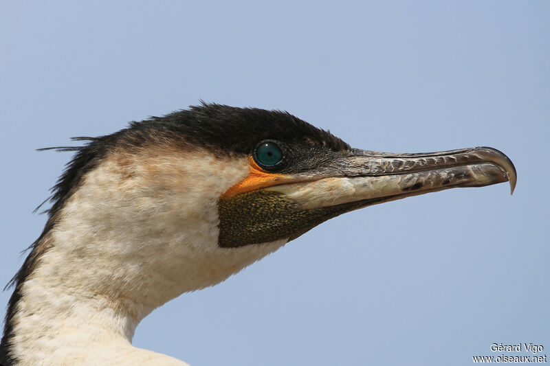White-breasted Cormorantadult, close-up portrait