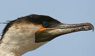 Cormoran à poitrine blanche