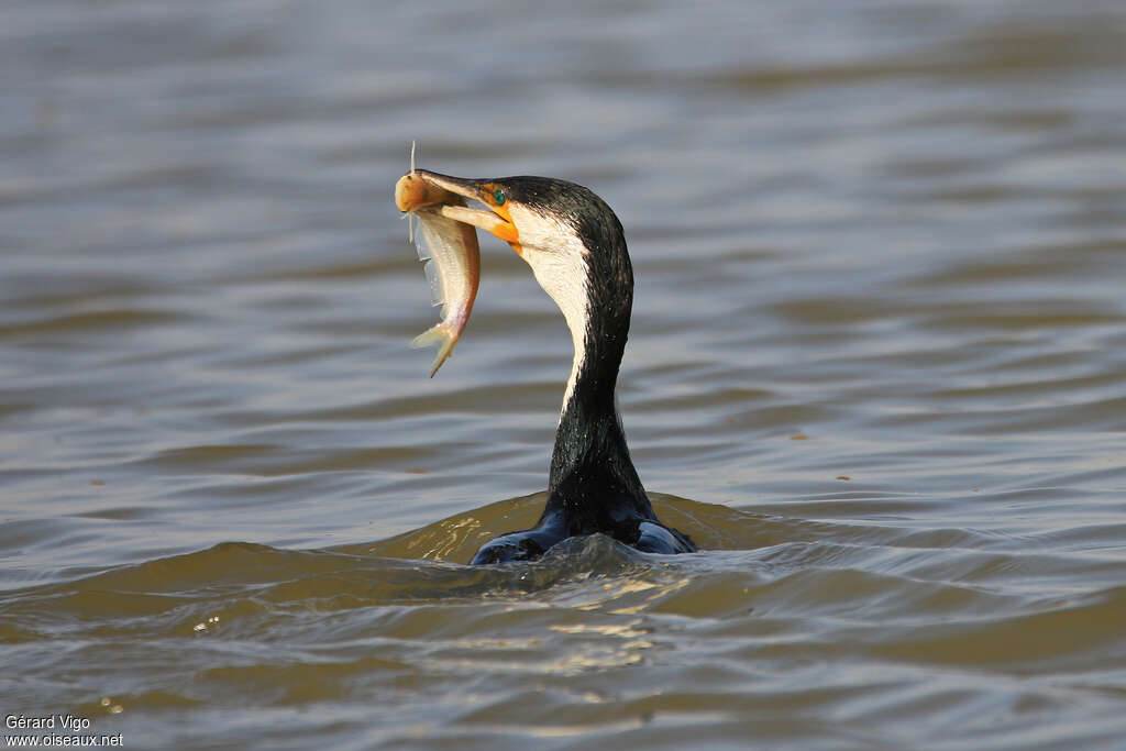 White-breasted Cormorantadult, feeding habits, fishing/hunting