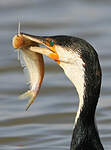 Cormoran à poitrine blanche
