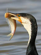 Cormoran à poitrine blanche