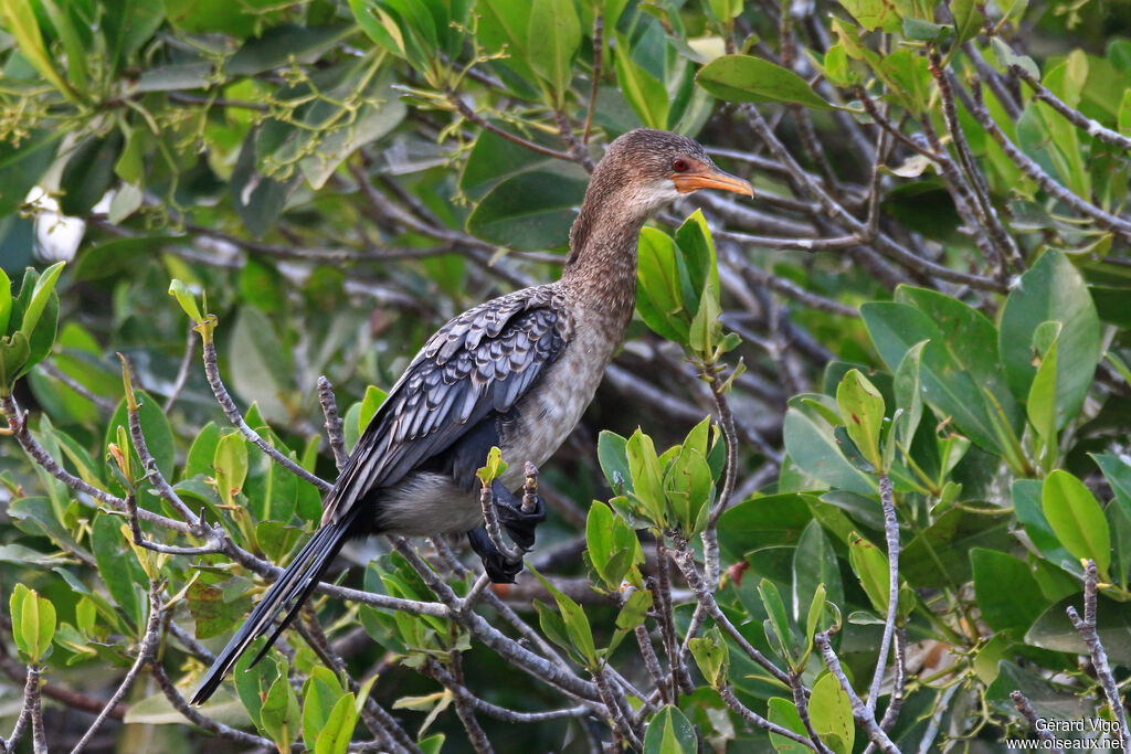 Cormoran africainadulte