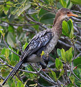 Reed Cormorant