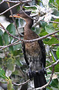 Reed Cormorant