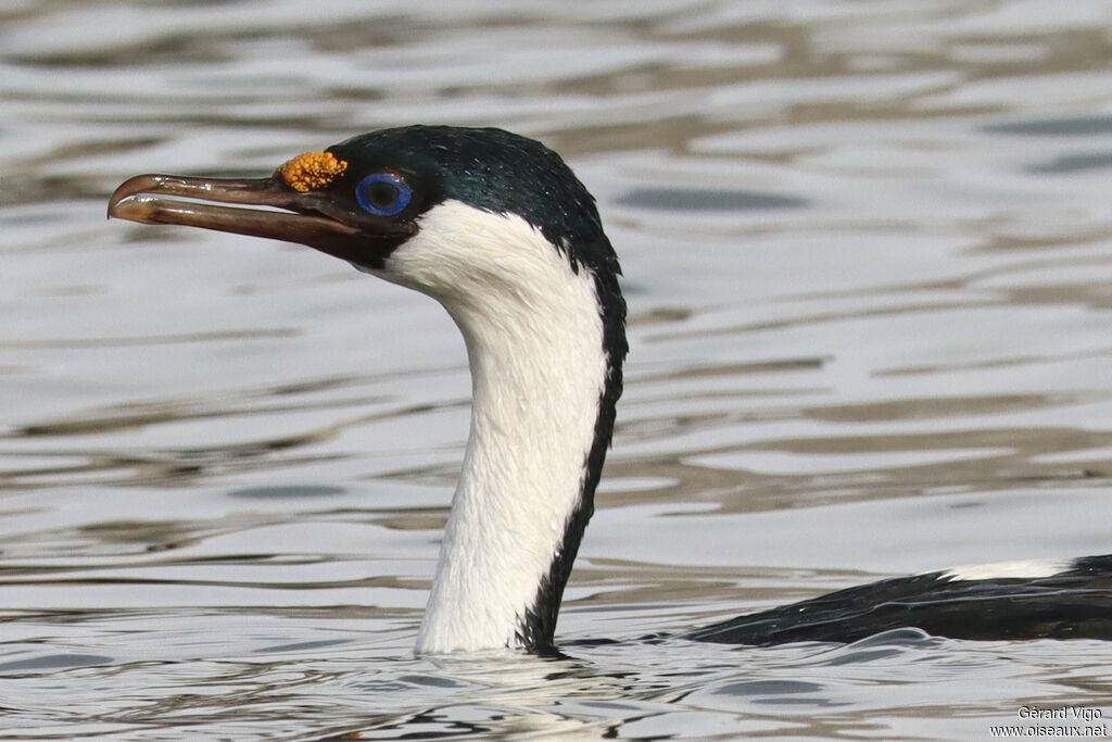 Cormoran antarctiqueadulte