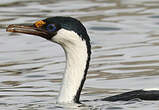 Cormoran antarctique