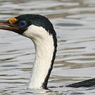 Cormoran antarctique