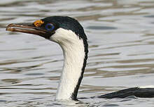 Cormoran antarctique