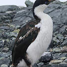 Cormoran antarctique