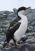 Antarctic Shag