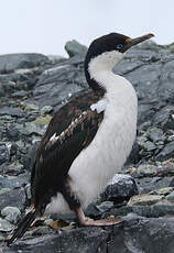 Cormoran antarctique