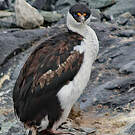 Cormoran antarctique
