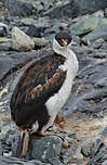 Cormoran antarctique