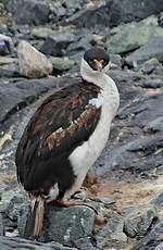 Cormoran antarctique