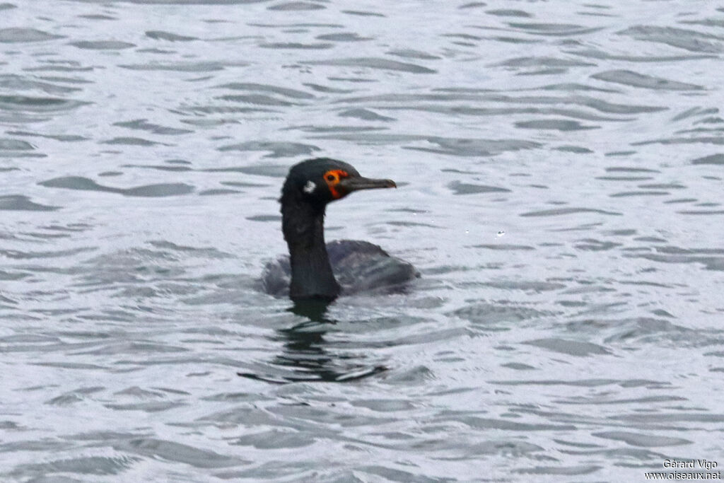 Rock Shagadult, swimming