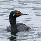 Cormoran de Magellan