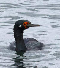 Cormoran de Magellan