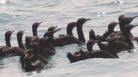 Cormoran de Socotra